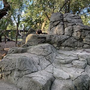 Brush-tailed Rock Wallaby