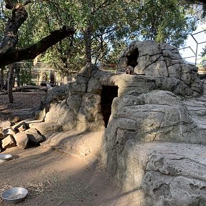 Brush-tailed Rock Wallaby Enclosure