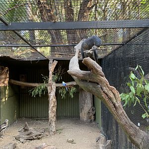 Red-tailed Black-Cockatoo