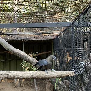 Glossy Black-Cockatoo Aviary