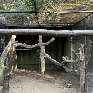 Gang-gang Cockatoo Aviary
