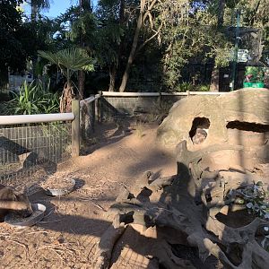 Southern Hairy-nosed Wombat Enclosure