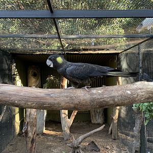 Yellow-tailed Black-Cockatoo