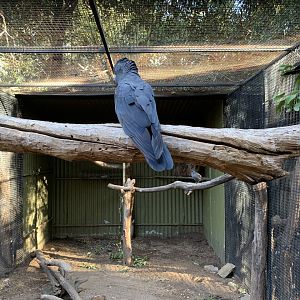 Red-tailed Black-Cockatoo Aviary