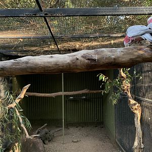 Galah Aviary