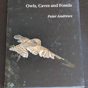Owls, Caves and Fossils