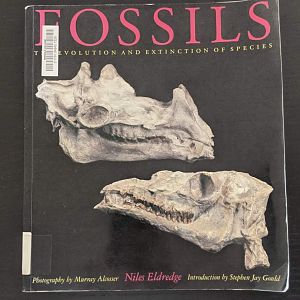 Fossils - The Evolution and Extinction of Species