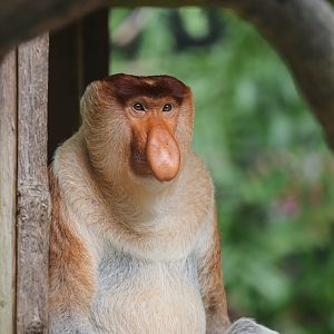 Proboscis monkey
