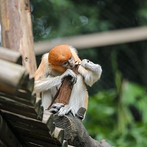 Proboscis monkey