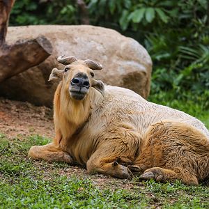 Golden takin