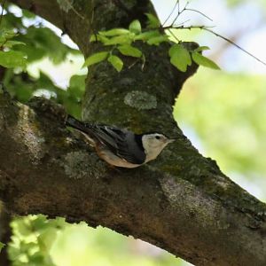 White-breasted Nuthatch