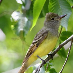 Great Crested Flycatcher