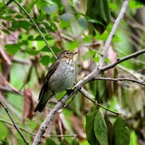 Swainson's Thrush