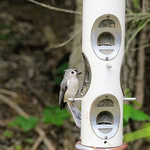 Tufted Titmouse