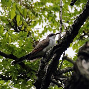 Yellow-billed Cuckoo