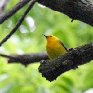 Prothonotary Warbler