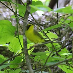 Kentucky Warbler
