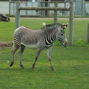 Grevy's Zebra - YWP