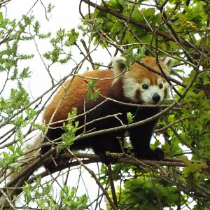 Red Panda - YWP