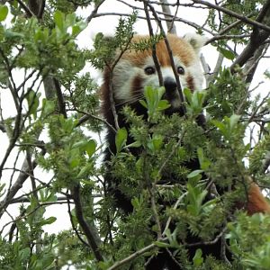 Red Panda - YWP