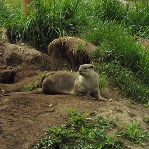 Smooth-Coated Otter - YWP