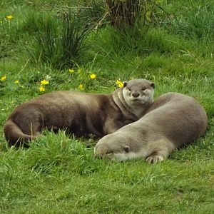 Smooth-Coated Otters - YWP