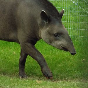 Lowland Tapir - YWP