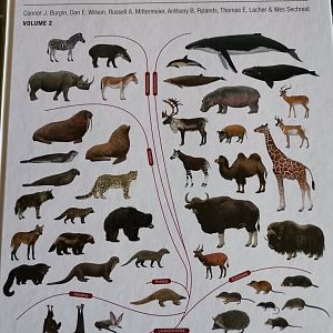 Illustrated Checklist of the Mammals of the World Vol II
