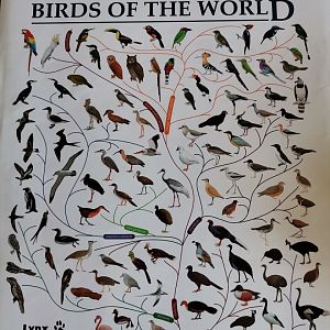 HBW and BirdLife International Illustrated Checklist of the Birds of the World. Volume 1 Non-passerines