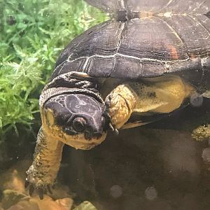 African Dwarf Mud Turtle
