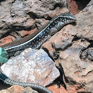 Karsten's Plated Lizard