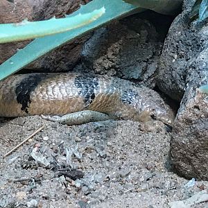 Peters's Banded Skink
