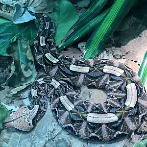 West African Gaboon Viper