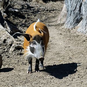 Red River Hog