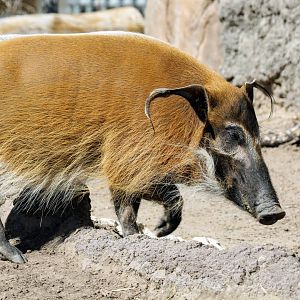 Red River Hog