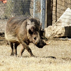 Common Warthog