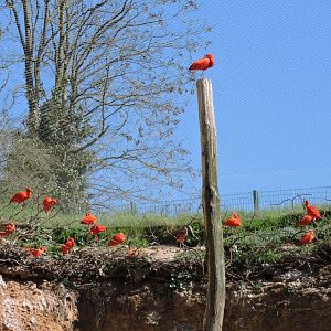 Scarlet ibis - Grande volière sud-américaine [2015]