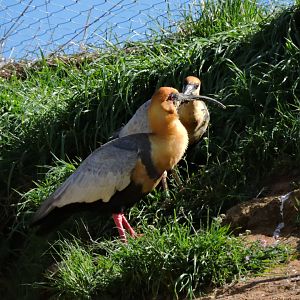 Black-faced ibis - Grande volière sud-américaine [2015]