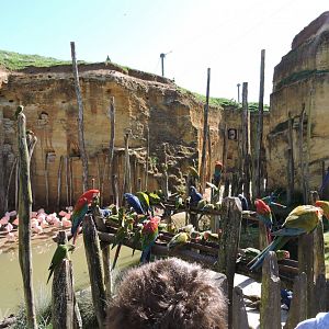 Grande volière sud-américaine [2015]