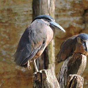 Boat-billed heron - Grande volière sud-américaine [2015]