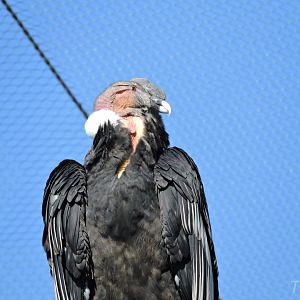Andean condor - Grande volière sud-américaine [2015]