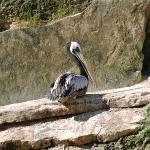 Peruvian pelican - Grande volière sud-américaine [2015]