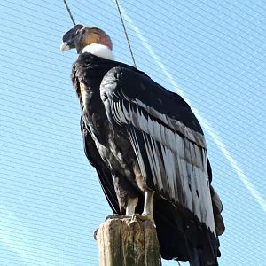 Andean condor - Grande volière sud-américaine [2015]