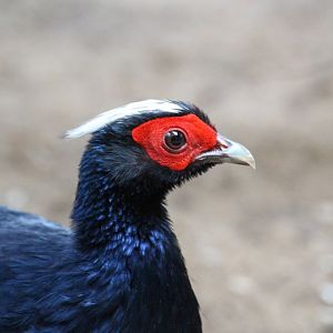 Vietnam (Edwards's) Pheasant