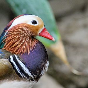 Mandarin Duck
