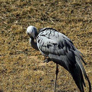 Blue Crane