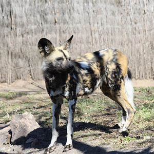 Painted Dog