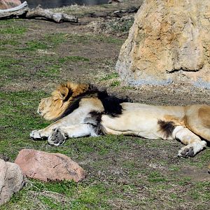 Southern African Lion