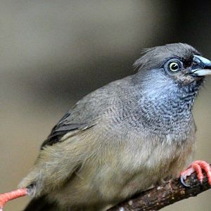 Speckled Mousebird