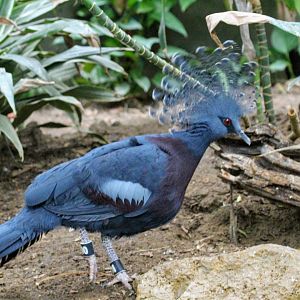 Victoria Crowned-Pigeon